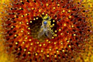 1. nagrada - Nabiralka - Marjan Resman